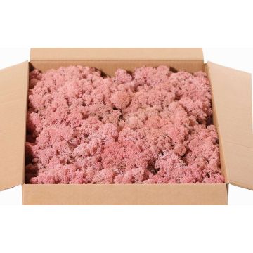 Real Iceland moss SVEINBJÖRN, pink, 2.7kg Real Iceland moss SVEINBJÖRN, pink, 2.7kg