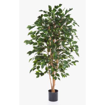 Artificial Ficus Benjamina THIAGO, natural stems, flame retardant, green, 6ft/180cm