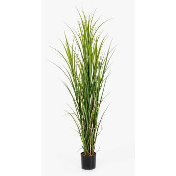 Artificial reed grass BRACHIUM, green-brown, 5ft/165cm