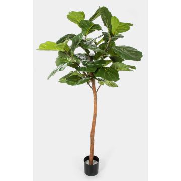 Fake Ficus Lyrata ADERITO, real stem, green, 6ft/170cm Fake Ficus Lyrata ADERITO, real stem, green, 6ft/170cm
