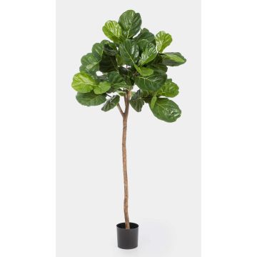 Fake Ficus Lyrata ADERITO, real stem, green, 7ft/200cm Fake Ficus Lyrata ADERITO, real stem, green, 7ft/200cm