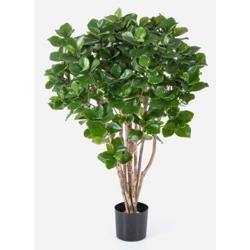 Artificial Clusia MAASYM, real stems, green, 4ft/110cm