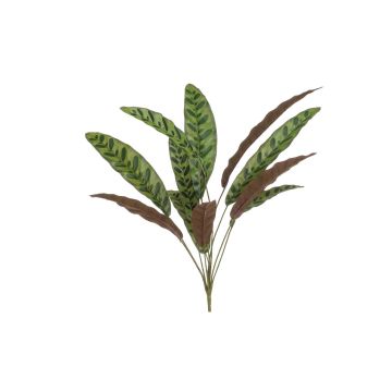 Artificial Calathea Makoyana WIDO on stick, green-burgundy, 28"/70 cm