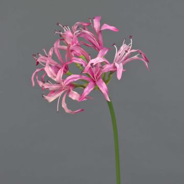 Artificial garden amaryllis BAIMAI, pink, 30"/75 cm