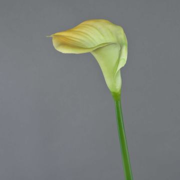 Calla lily silk flower DAISCHI, yellow-green, 28"/70 cm Calla lily silk flower DAISCHI, yellow-green, 28"/70 cm