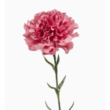 Artificial carnation NIRUSHA, old rose, 26"/65 cm