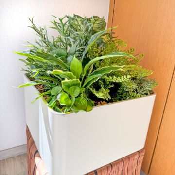 Welcome to Green Plant Arrangement – Customer request from Jörg Welcome to Green Plant Arrangement – Customer request from Jörg