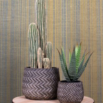 California Dream California Dream