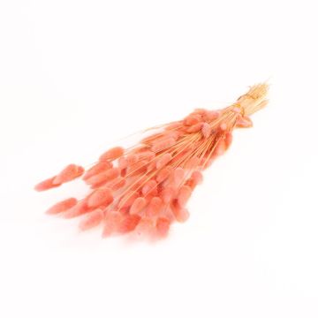 Dried Lagurus grass BORKA, bunch, dusky pink, 22"-30"/55-75cm, Ø4.7"/12cm