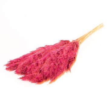 Dried reed bunch DONJETA, violet, 28"-31"/70-80cm, Ø6"/15cm