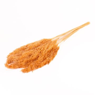 Dried reed bunch DONJETA, terracotta, 28"-31"/70-80cm, Ø6"/15cm