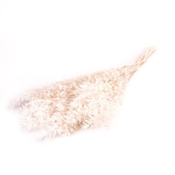 Dried bunch of butcher's broom FRIGGA, bleached, treated, elastic, white, 28"-30"/70-75cm, Ø7"/17cm