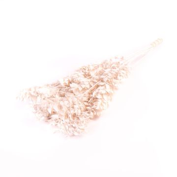 Dried ruscus branches AGNIATA, white, 28"-30"/70-75cm, Ø7"/17cm
