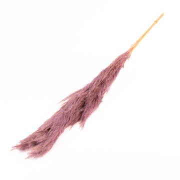 Dried bunch of pampas grass ANIAMI, purple, 4ft-5ft/130-140cm, Ø8"/20cm