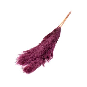 Dried bunch of pampas grass ANIAMI, violet, 4ft-5ft/130-140cm, Ø8"/20cm