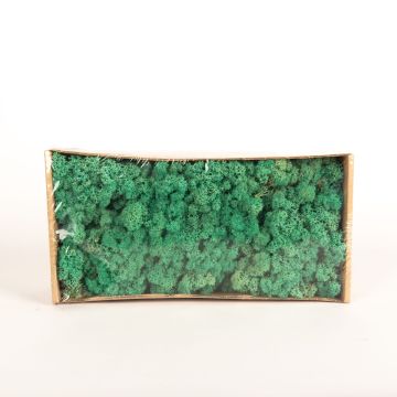 Genuine Icelandic moss SVEINBJÖRN, turquoise green, 500g