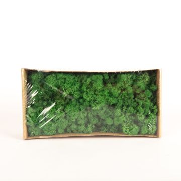 Genuine Icelandic moss SVEINBJÖRN, signal green, 500g