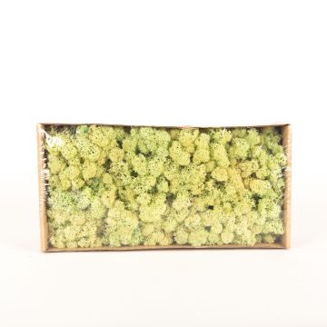 Genuine Icelandic moss SVEINBJÖRN, pastel light green, 500g