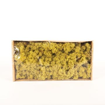 Genuine Icelandic moss SVEINBJÖRN, kiwi green, 500g