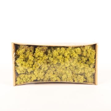 Genuine Icelandic moss SVEINBJÖRN, hops green, 500g