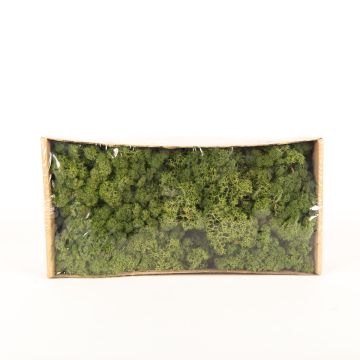 Real iceland moss SVEINBJÖRN, green, 500g