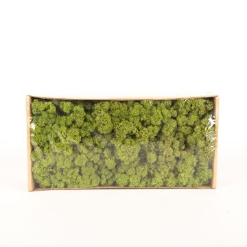Real Icelandic moss SVEINBJÖRN, grass-green, 500g