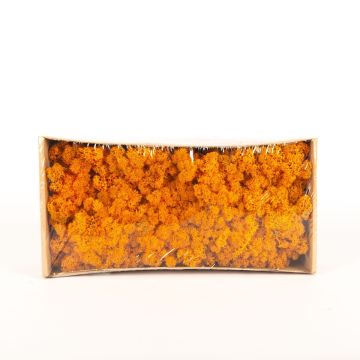 Genuine Icelandic moss SVEINBJÖRN, orange, 500g