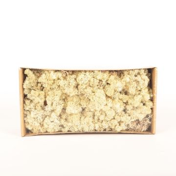 Real iceland moss SVEINBJÖRN, brown, 500g