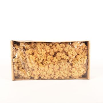 Genuine Icelandic moss SVEINBJÖRN, peach, 500g