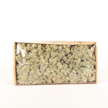 Genuine Icelandic moss SVEINBJÖRN, grey, 500g