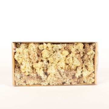 Genuine Icelandic moss SVEINBJÖRN, sepia-beige, 500g
