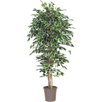 Artificial Ficus Benjamina LEVANTA, natural stems, green-white, 5ft/150cm - Made in Italy