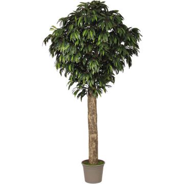 Artificial mango tree MAYUMI, real stem, green, crossdoor, 6ft/175cm - Made in Italy Artificial mango tree MAYUMI, real stem, green, crossdoor, 6ft/175cm - Made in Italy