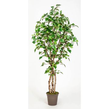Artificial silver birch HINDRIKA, natural stems, green, 6ft/175cm - Made in Italy