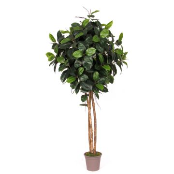 Artificial rubber tree LENELOTTE, natural stems, green, 6ft/170cm - Made in Italy Artificial rubber tree LENELOTTE, natural stems, green, 6ft/170cm - Made in Italy