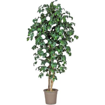 Artificial camellia JASMINDE, natural stems, with flowers, white, 4ft/125cm - Made in Italy Artificial camellia JASMINDE, natural stems, with flowers, white, 4ft/125cm - Made in Italy