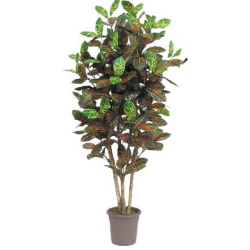 Decorative croton JULISSA, real stem, multicoloured, 4ft/125cm - Made in Italy