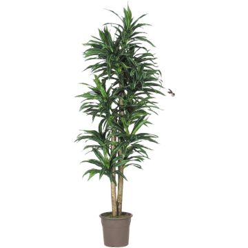 Artificial Dracaena Fragrans KANDIDA, natural stems, green, 5ft/150cm - Made in Italy