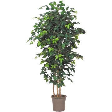 Decorative Ficus Benjamina LEONORET, real stems, green, 3ft/100cm - Made in Italy Decorative Ficus Benjamina LEONORET, real stems, green, 3ft/100cm - Made in Italy