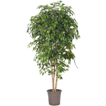 Artificial weeping fig LUDGARDIS, natural stems, green, 5ft/150cm - Made in Italy