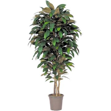 Decorative magnolia MARZELLINE, natural stems, green, 6ft/175cm - Made in Italy