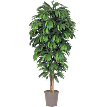 Artificial mango tree MAWUWANI, real stems, green, crossdoor, 4ft/125cm - Made in Italy Artificial mango tree MAWUWANI, real stems, green, crossdoor, 4ft/125cm - Made in Italy