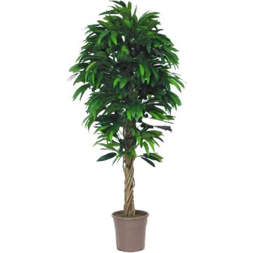 False mango tree MIMITICO, natural stems, green, crossdoor, 5ft/150cm - Made in Italy False mango tree MIMITICO, natural stems, green, crossdoor, 5ft/150cm - Made in Italy