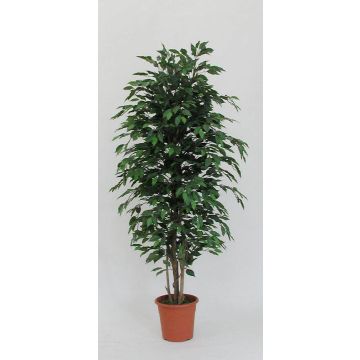 Decorative Ficus Benjamina KONRADE, real stems, green, 3ft/100cm - Made in Italy Decorative Ficus Benjamina KONRADE, real stems, green, 3ft/100cm - Made in Italy