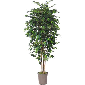 Artificial Ficus Benjamina LEVANTA, natural stems, green, 5ft/150cm - Made in Italy