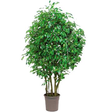 Artificial weeping fig SORAVIA, natural stems, green, 6ft/175cm - Made in Italy