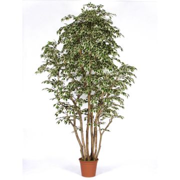 Artificial Ficus Benjamina MIMITIGO, real stems, green-white, 6ft/175cm - Made in Italy