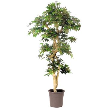 Decorative Japanese maple tree DANIIL, real stem, green-red, 6ft/185cm - Made in Italy