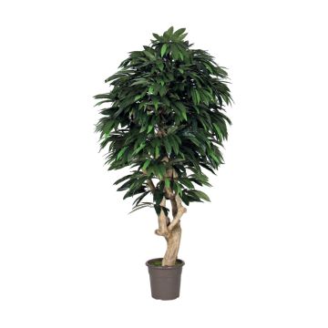 Decorative mango tree CORINDA, real stem, green, crossdoor, 6ft/175cm - Made in Italy Decorative mango tree CORINDA, real stem, green, crossdoor, 6ft/175cm - Made in Italy