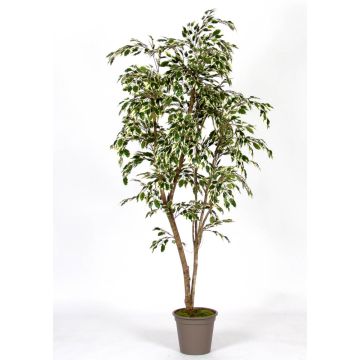 Decorative weeping fig LISEROSE, real stems, green-white, 5ft/150cm - Made in Italy